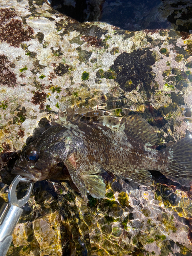 ムラソイの釣果