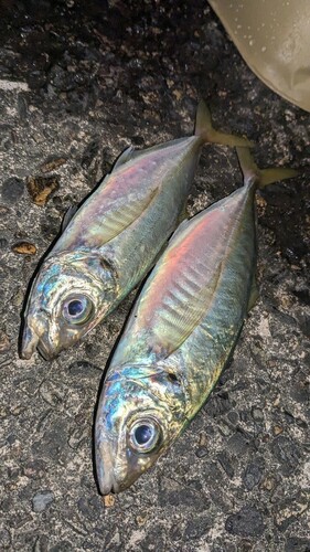 アジの釣果