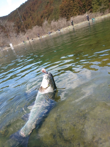 ニジマスの釣果