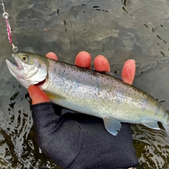 ヤマメの釣果