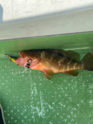 アコウの釣果