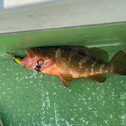 バタリアンチーフの釣果