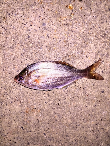 ウミタナゴの釣果