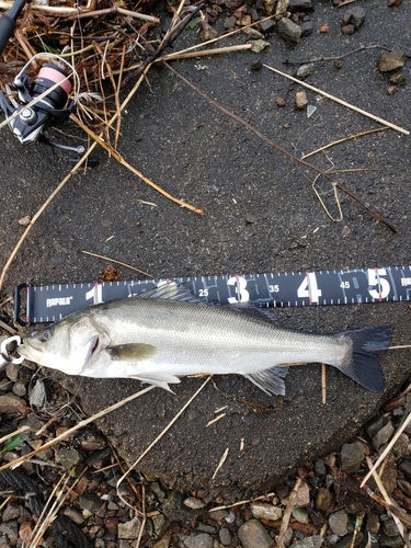 セイゴ（マルスズキ）の釣果