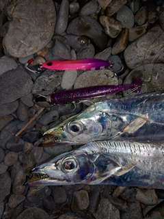 タチウオの釣果