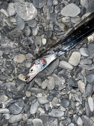 タチウオの釣果