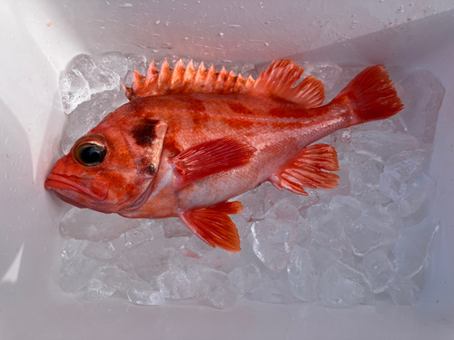 アコウダイの釣果