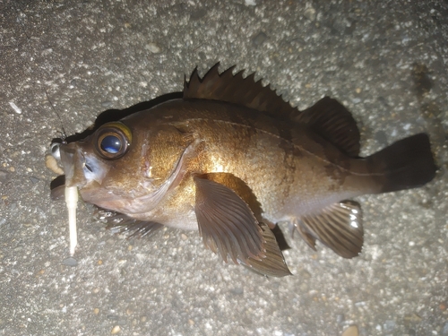 メバルの釣果