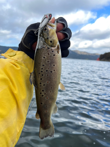 ブラウントラウトの釣果