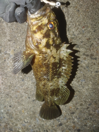 ソイの釣果