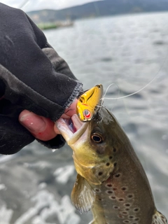 ブラウントラウトの釣果