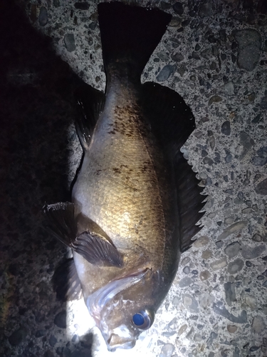 シロメバルの釣果