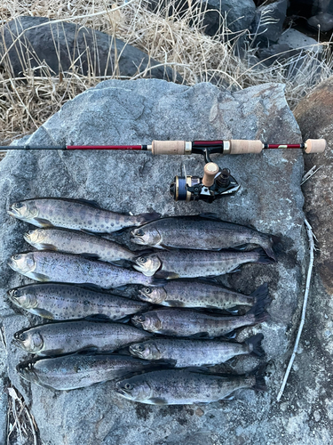 ヤマメの釣果