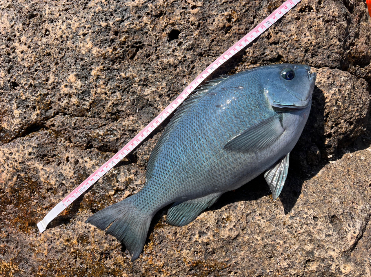 クチブトグレ