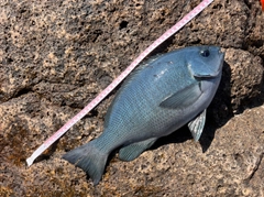 クチブトグレの釣果