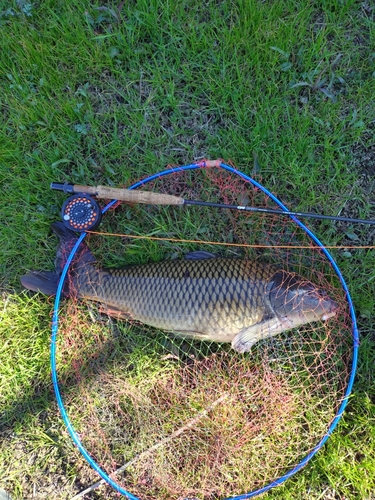 コイの釣果