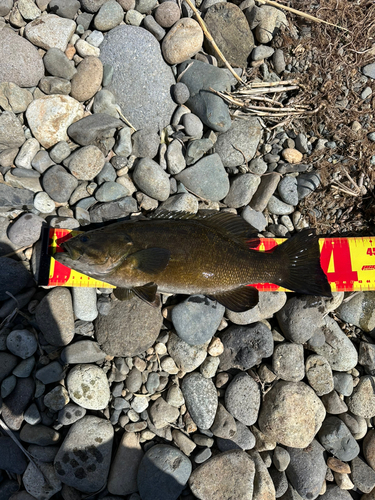 スモールマウスバスの釣果