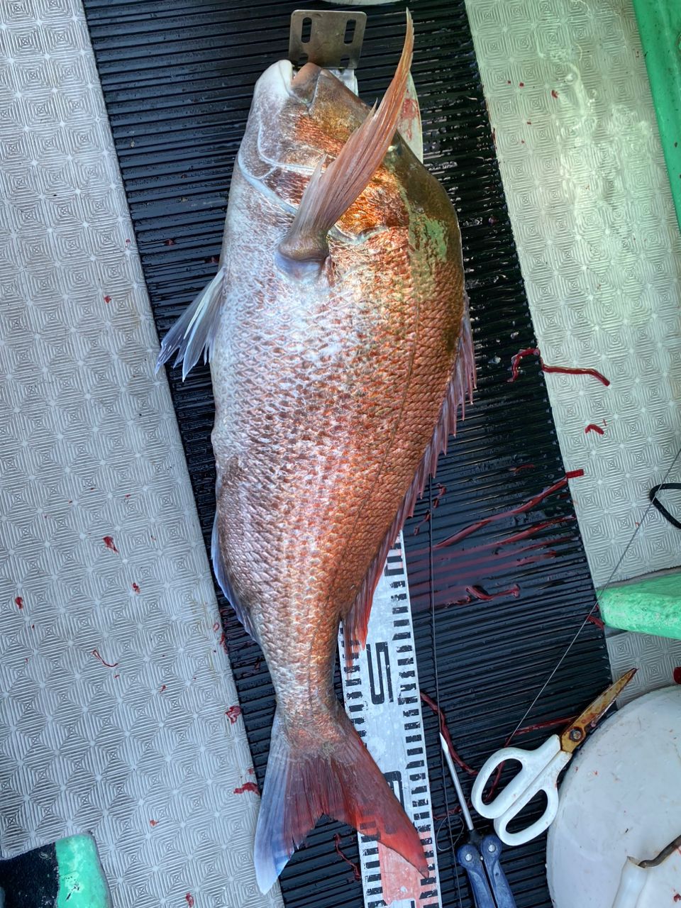 聡／玄界灘の住人🐟さんの釣果 2枚目の画像