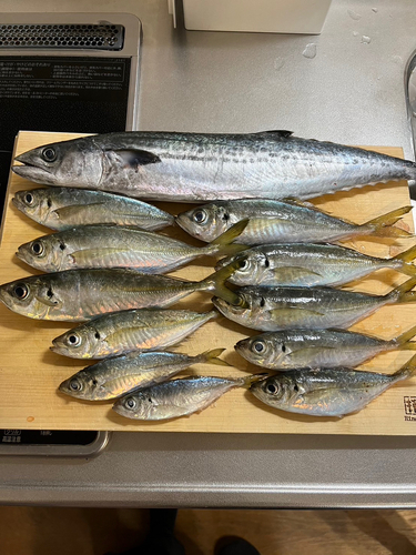 アジの釣果