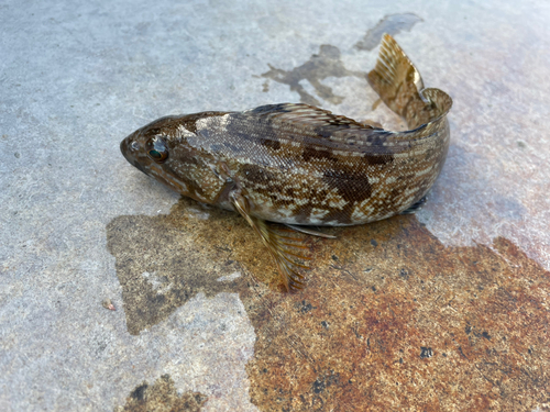 アイナメの釣果