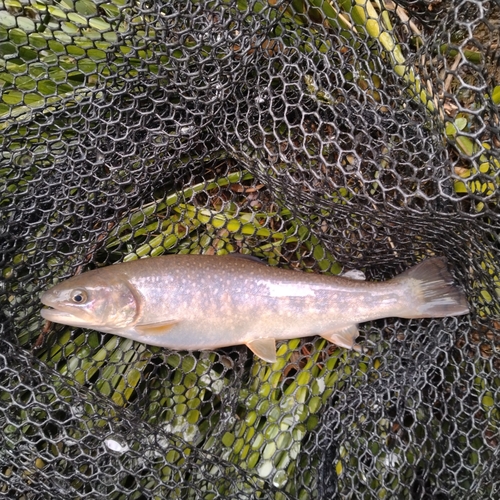 ニッコウイワナの釣果