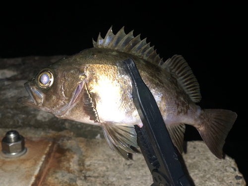 メバルの釣果