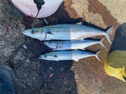 サゴシの釣果