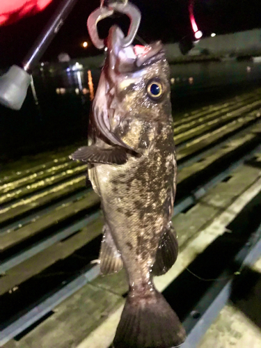 クロソイの釣果