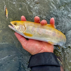 ヤマメの釣果