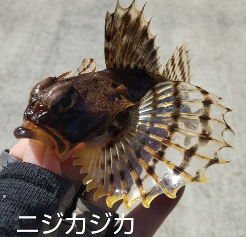 ニジカジカの釣果