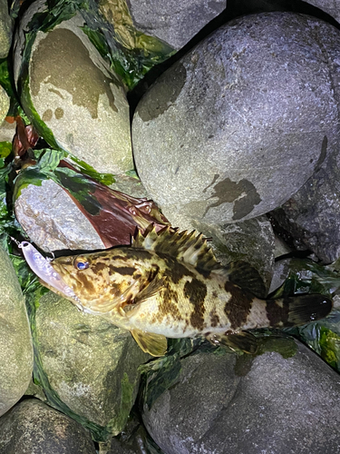 タケノコメバルの釣果