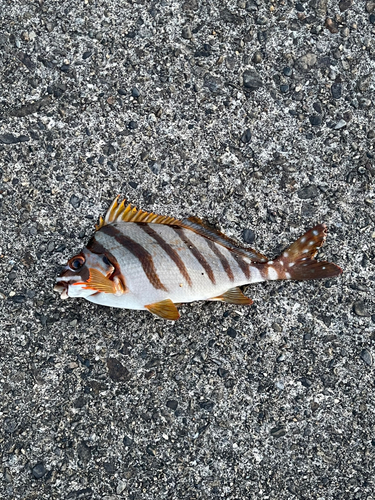 タカノハダイの釣果