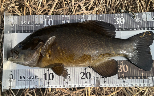 スモールマウスバスの釣果