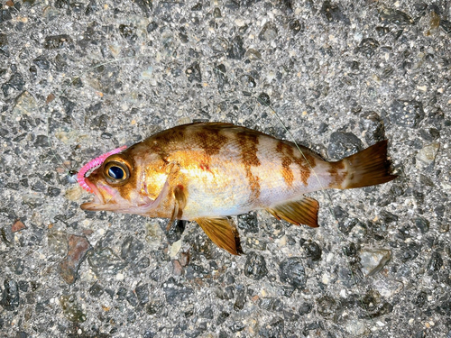 メバルの釣果