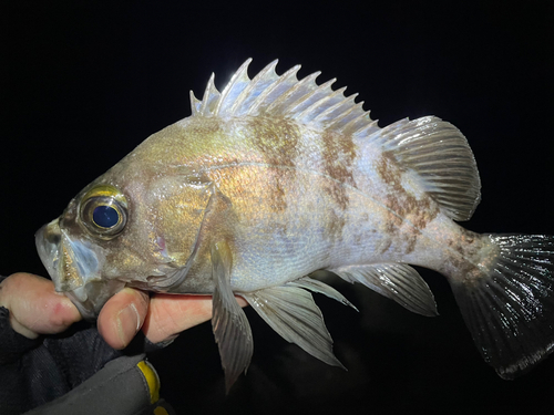 メバルの釣果