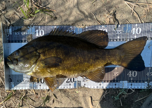 スモールマウスバスの釣果