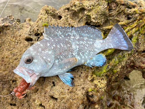 ツチホゼリの釣果