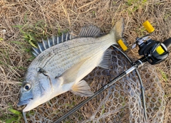 ミナミクロダイの釣果