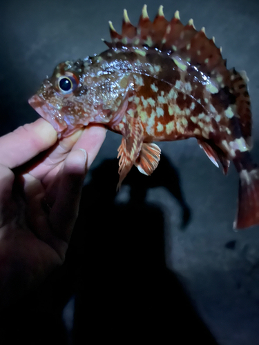 カサゴの釣果