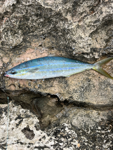 ツムブリの釣果