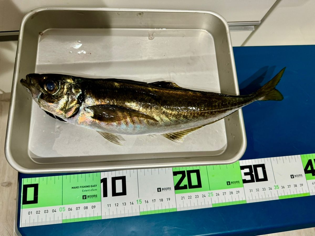 ぱらさんさんの釣果 2枚目の画像