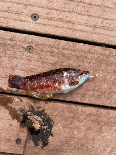 ホシササノハベラの釣果