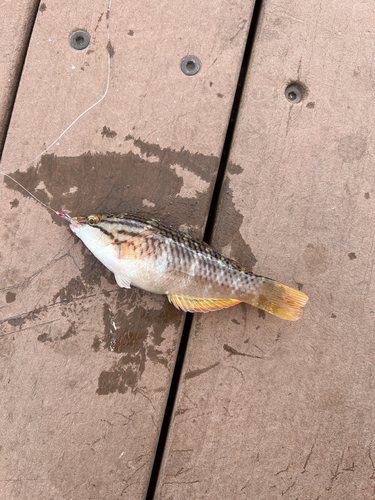 アカササノハベラの釣果