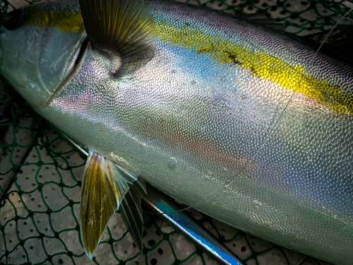 ハマチの釣果