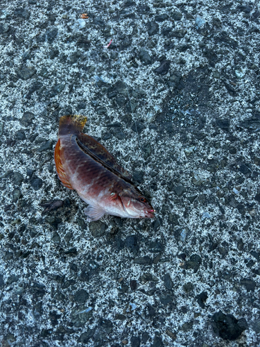 アカササノハベラの釣果