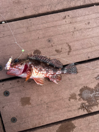 アラカブの釣果