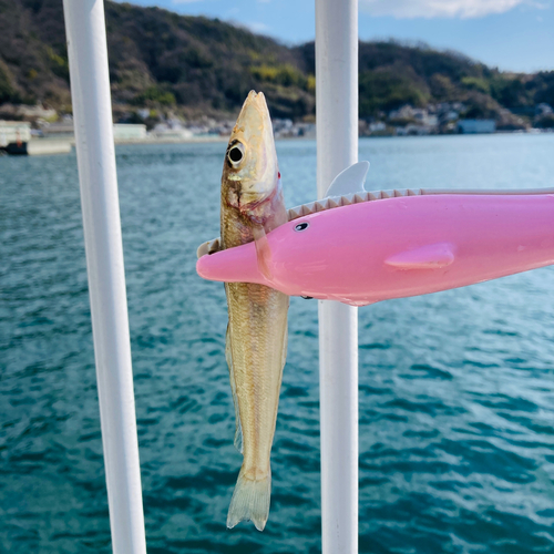 シロギスの釣果