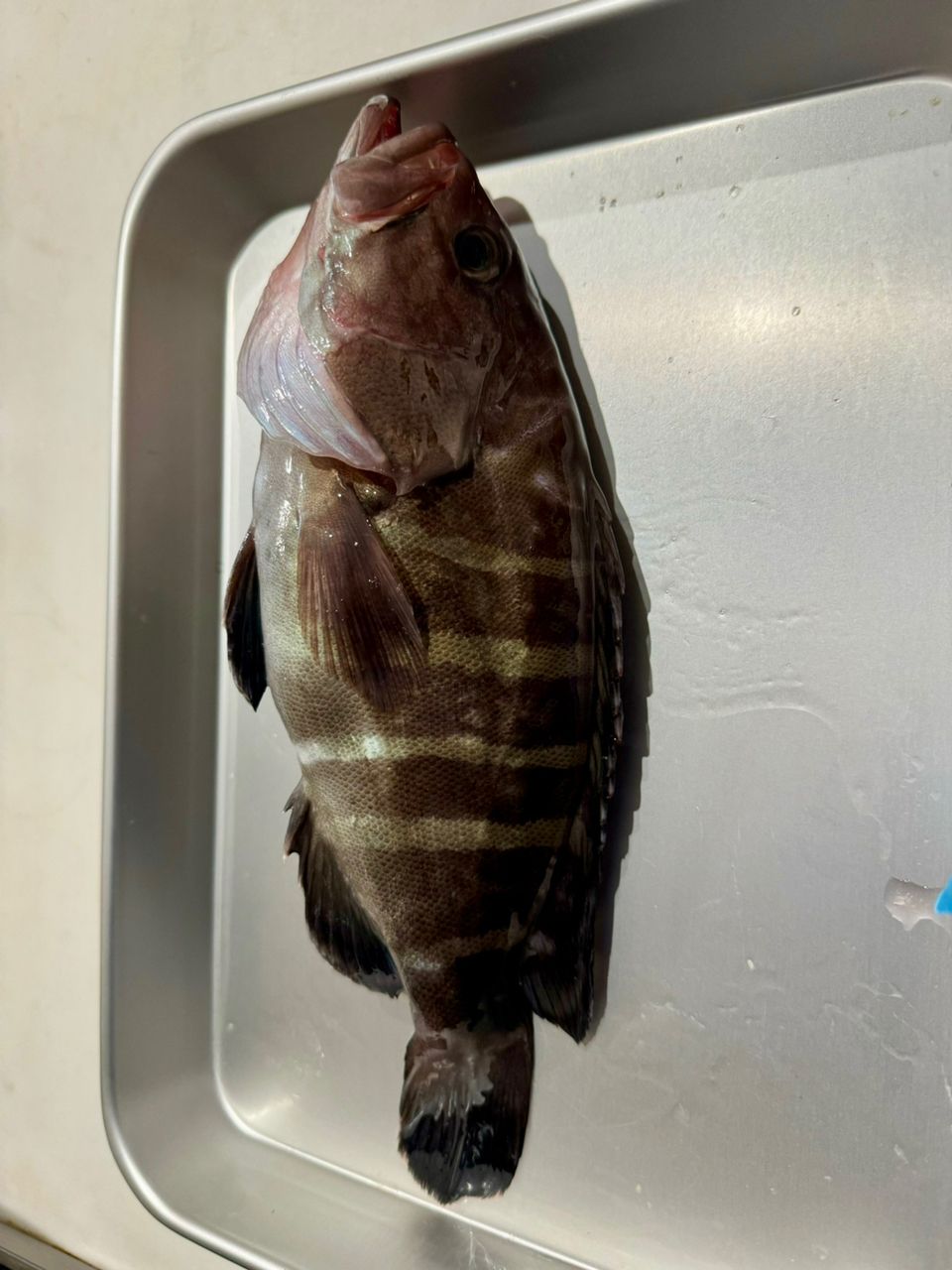 ぱらさんさんの釣果 2枚目の画像