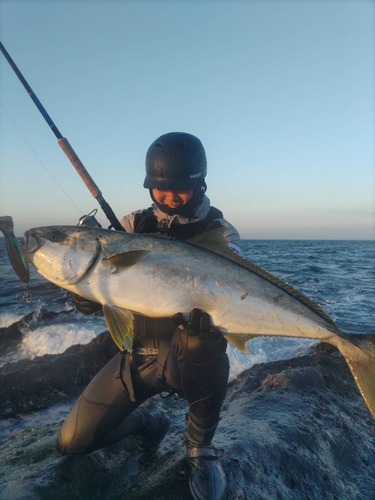 ヒラマサの釣果