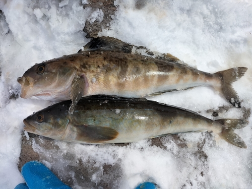 ホッケの釣果